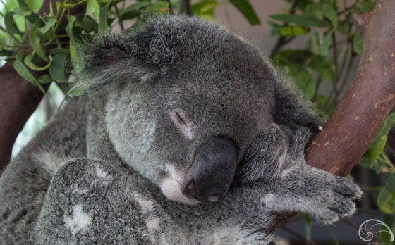 Fun Fact: Did you know that "koala" is the aboriginal word for "no drink"? Because koalas feed on eucalypt leaves with a high moisture level, they usually don't need to drink water!